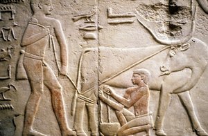 Az ókori Egyiptom: Saqqarah (vagy Saqqara vagy Sakkarah): a Régi Birodalom nekropolisza, nemesek sírja. A bivaly fejését ábrázoló domborművek részlete.