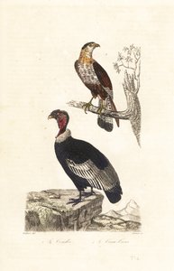 Andok kondor és déli tarajos caracara. alkotó: Unbekannter Künstler