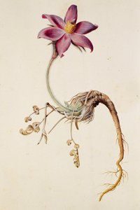Anemone pulsatilla/Anenome pulstaille alkotó: Unbekannt