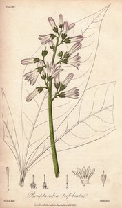 Angostura fa, Angostura trifoliata alkotó: Unbekannter Künstler