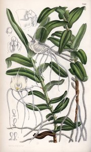 Angraecum germinyanum, madagaszkári fehér orchidea. Nevét a franciaországi Adrien de Germiny grófról kapta. Matilda Smith (1854-1926) rajza, J. N. Fitch litográfiája a Curtis Botanical Magazine-ban, Joseph Dalton Hooker által, Londonban, Angliában, kiadta  alkotó: Unbekannter Künstler