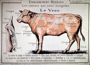 Állatok, amelyeket megeszünk : a borjú, 1910 körül (nyomtatás) alkotó: Unbekannter Künstler
