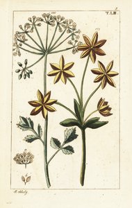 Ánizs vagy ánizs, Pimpinella anisum. alkotó: Unbekannter Künstler