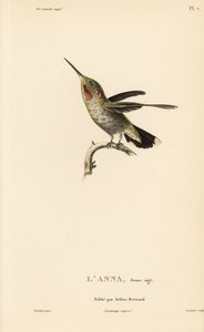 Anna-kolibri, Calypte anna (Ornismya anna), fiatalkorú. Coutant kézzel színezett acélmetszete Jean-Gabriel Pretre illusztrációja után Rene Primevere Lesson: A kolibri nemzetség természetrajza című művéből. alkotó: Unbekannter Künstler