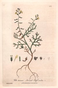Egynyári vella (Vella annua) - Isaac Russell botanikai táblája, metszette Charles Matthews, William Baxter (1788-1871) "Angol botanikai jelenségek" című művéből. alkotó: Unbekannter Künstler