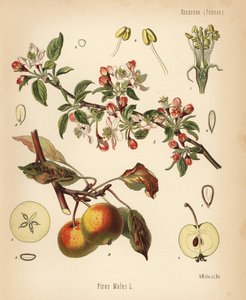 Almafa, Malus domestica (Pyrus malus). Kromolitográfia Walther Müller botanikai illusztrációja után Hermann Adolph Koehler Gyógynövények című művéből, szerkesztette Gustav Pabst, Koehler, Németország. alkotó: Unbekannter Künstler