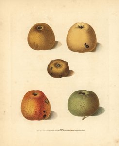 Almafajták, Malus domestica: Franklin