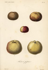 Almafajták, Malus pumila alkotó: Unbekannt