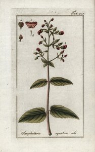 Vízi szkrofula (Scrophularia aquatica). Litográfia Johannes Zorn (1739-1799) "Afbeelding der Artseny-Gewassen" című művéből, Hollandia. alkotó: Unbekannter Künstler