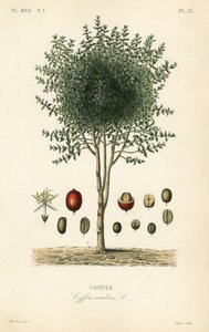 Arab kávéfa, Coffea arabica, Cafeyer alkotó: Unbekannter Künstler
