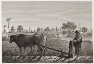 Szántóföldi gazdálkodás, szántás Szántás ökrökkel, Egyiptom, 1798 alkotó: Unbekannt
