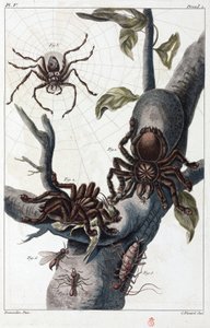 Suriname madárevő pók és tarantula alkotó: Unbekannt