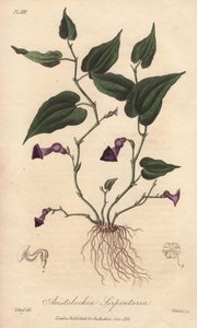 Aristoloche (Aristolochia serpentaria) - Erős víz William Clarke által, John Stephenson és James Morss Churchill "Medical Botanical, Description of the Medicinal Plants of London, Edinburgh and Dublin" című művének illusztrálására, melyet Londonban John Ch alkotó: Unbekannter Künstler
