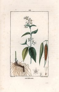 Asclepiade ou herbe à la wadding ou herbe aux parruches - Lambert fils metszete, Pierre Jean Francois Turpin (1775-1840) rajzáról, a La flore medicale, by Chaumeton, Poiret et Chamberet, Paris 1830 - Fecskefű, Vincetoxicum hirund. alkotó: Unbekannter Künstler