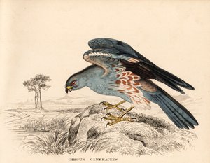 Kőris rétihéja, Circus cineraceus. Kézzel színezett acélmetszet Georg Friedrich Treitschke Természettudományi Galériájából, Naturhistorischer Bildersaal des Thierreiches, Liepzig. alkotó: Unbekannter Künstler