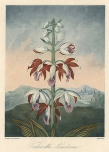 Ázsiai orchidea fajta Eau forte, Dr. Robert Thornton (1768-1837) The Temple of Flora című művéből. alkotó: Unbekannter Künstler
