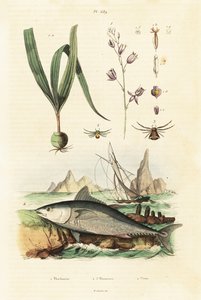 Atlanti-óceáni kékúszójú tonhal és Belitia orchidea. alkotó: Unbekannter Künstler