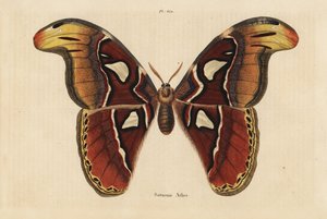 Atlaszlepke, Attacus atlasz alkotó: Unbekannt