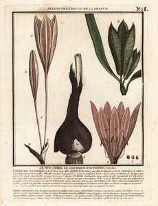 Őszi sáfrány, Colchicum autumnale. alkotó: Unbekannter Künstler