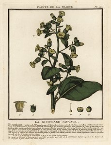 Azték dohány, Nicotiana rustica. alkotó: Unbekannter Künstler