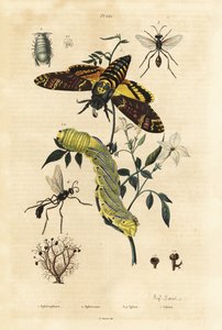 Golyvazuzmó, Sphaerophorus globulus 1, Dynamene rákfélék 2, ásódarazsak, Sphex fajok 3, 4 és afrikai halálfejes sólyommoly, Acherontia atropos és hernyó 5 alkotó: Unbekannt