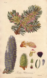 Balzsamfenyő (Abies balsamea) - Erős víz William Clarke által, John Stephenson és James Morss Churchill "Medical Botanical, Description of the Medicinal Plants of London, Edinburgh and Dublin" című művének illusztrálására, amelyet John Churchill adott ki L alkotó: Unbekannter Künstler