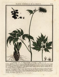 Baneberry, Actaea spicata. alkotó: Unbekannter Künstler