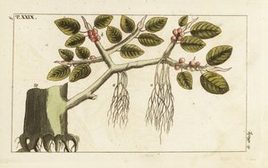 Banyan fügefa légi gyökerekkel, Ficus benghalensis. alkotó: Unbekannter Künstler