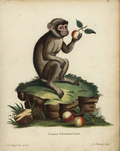 Barbár majom vagy makákó, Macaca sylvanus. Veszélyeztetett. Simia silvanus Linn. C. D. Henning kézzel készített rézmetszete C. J. G. Reuss természetről készült illusztrációja után Johann Christian Daniel Schreber: Animal Illustrations after Nature (Állati  alkotó: Unbekannter Künstler