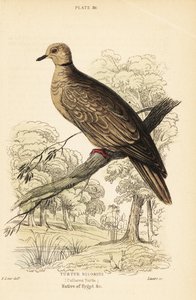 Borbála galamb, Streptopelia risoria. 1889 (metszet) alkotó: Unbekannter Künstler