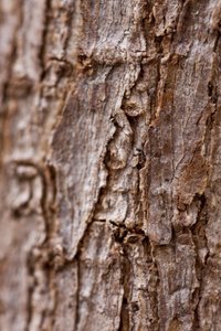 Bark II (fénykép) alkotó: Unbekannter Künstler