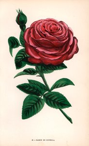 Baron de Gonella rózsa, az Ile-Bourbon rózsa fajtája, amelyet idősebb Monsieur Guillot nevelt Lyonban 1859-ben. F. Grobon által Hippolyte Jamain és Eugene Forney "Les Roses" című műve alapján rajzolt és litografált kromolitográfia, Párizs, J. Rothschild. alkotó: Unbekannter Künstler