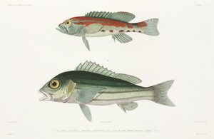Barred serrano seabass és kék és arany snapper alkotó: Unbekannter Künstler