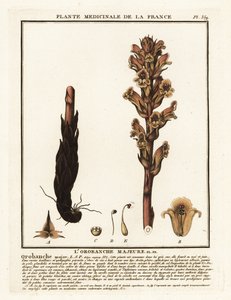 Ágyi szalma seprű; Orobanche caryophyllacea. alkotó: Unbekannter Künstler