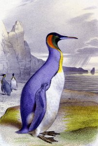 Nagy pingvin, 1850 körül (litográfia) alkotó: Unbekannter Künstler