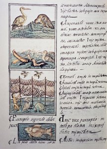 Madárvadászat a tavon, oldal a firenzei kódexből, kétnyelvű változat spanyol és nahuatl nyelven, Általános története Új Spanyolország dolgairól, Fray Bernardino de Sahagun (1499-1590) spanyol misszionárius. Azték civilizáció alkotó: Benjamin Baud