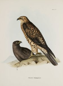 Ragadozó madarak, Galápagos-szigetek, 1832-1836 alkotó: Unbekannt