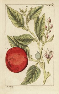 Keserű narancs vagy sevillai narancs, Citrus x aurantium. alkotó: Unbekannter Künstler