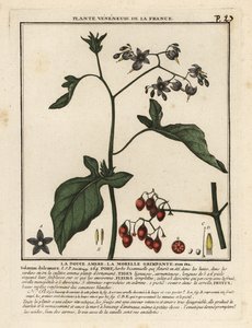 Keserédes nadálytő, Solanum dulcamara. alkotó: Unbekannter Künstler