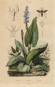 Fekete sávos pókdarázs, Anoplius viaticus 1, csípőfű, Pontederia cordata 2 és őrgarnéla, Anchistus custos 3 alkotó: Unbekannt
