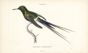 Fekete hasú tövisszúró, Discosura langsdorffi (Langsdorff-kolibri, Trochilus langsdorffii). William Lizars kézzel színezett acélmetszete Sir William Jardine Naturalist