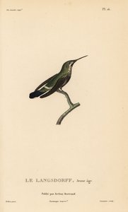 Fekete hasú tüskésfarkú, Discosura langsdorffi (Ornismya langsdorfii). Éretlen. Coutant kézzel színezett acélmetszete Jean-Gabriel Pretre illusztrációja után, Rene Primevere Lesson: A kolibri nemzetség természetrajza című művéből. alkotó: Unbekannter Künstler