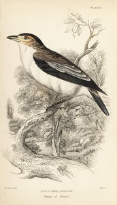 Feketekoronás tityra, Tityra inquisitor (Rufos-fülű fekete sapka, Psaris erythrogenys). William Lizars kézzel színezett acélmetszete William Swainson illusztrációja után Sir William Jardine Naturalist