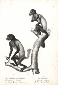Feketefejű uakari, Cacajao melanocephalus ouakary (Brachyurus ouakari) és barna hátú szakállas saki, Chiropotes israelita (Brachyurus israelita). Karl Joseph Brodtmann litográfiája Heinrich Rudolf Schinz Illustrated Natural History of Animals című művéből, alkotó: Unbekannter Künstler