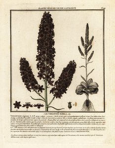 Fekete álhunyor, Veratrum nigrum. alkotó: Unbekannter Künstler