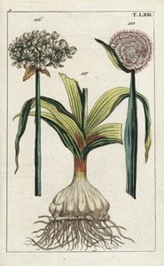 Fekete fokhagyma (fekete fokhagyma), Allium nigrum 186, és hagyma, Allium cepa, hagymahagyma 187 és virág 188. Kézzel színezett rézmetszet egy botanikai illusztrációról G. T. Wilhelm "Unterhaltungen aus der Naturgeschichte" (Természettudományi enciklopédia alkotó: Unbekannter Künstler