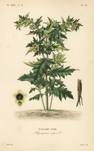 Fekete tyúkól vagy büdös nadálytő, Hyoscyamus niger, Jusquiame noire alkotó: Unbekannt