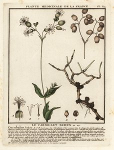 Hólyagkampó, Silene vulgaris. alkotó: Unbekannter Künstler