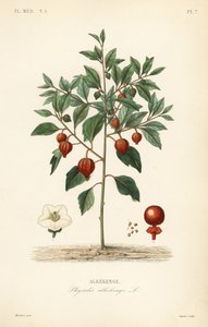 Hólyagcseresznye vagy kínai lámpás, Physalis alkekengi, Alkekenge alkotó: Unbekannt