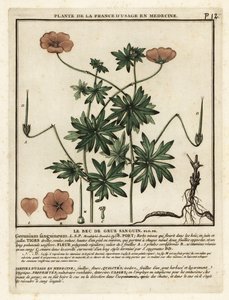 Véres darucsőrű, Geranium sanguineum. alkotó: Unbekannter Künstler